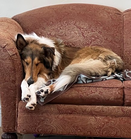 Image of Scottish Collie 